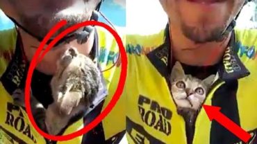 Kitten Won’t Stop Kissing Cyclist Who Saved Her From Certain Death