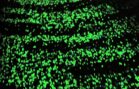 van Gogh-Roosegaarde Bicycle Path