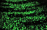 van Gogh-Roosegaarde Bicycle Path